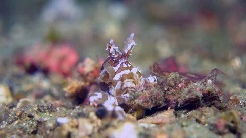 Wunderpus octopus close-up 動画素材 72547518