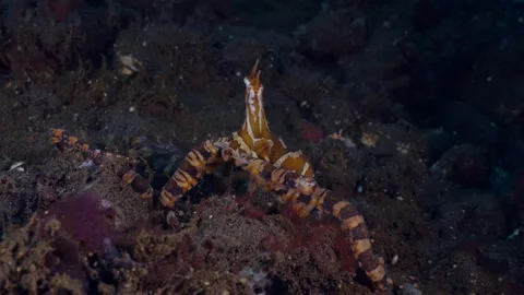 Wunderpus Octopus Hunting Stock Footage 333229552