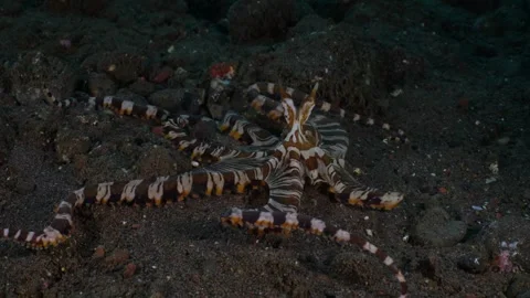 Wunderpus Octopus Hunting Stock Footage 333229699