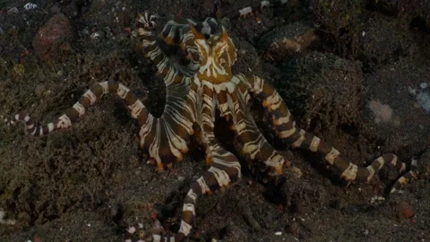 Wunderpus Octopus Hunting Stock Footage 333229744