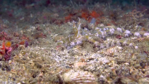 Wunderpus octopus moving over sand Stock Footage 72525749