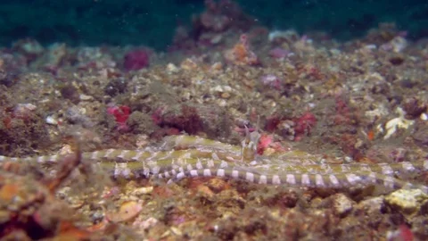 Wunderpus octopus moving over sand Stock Footage 72534903