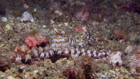 Wunderpus octopus moving over sand Stock Footage 72567864