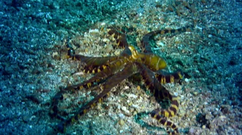 Wunderpus Photogenicus - octopus Stock Footage 59943997