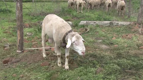 Wurtemberg ram Stock-Footage 49967097