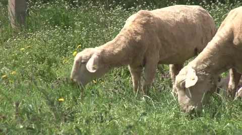 Wurtemberg sheep grazing Stock-Footage 49967056