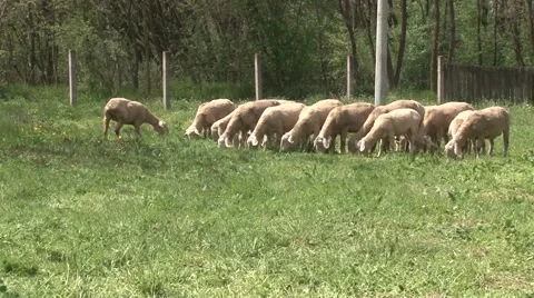 Wurtemberg Sheep on pasture Stock Footage 49967033