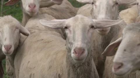 Württemberger sheep Vídeo Stock 49966957