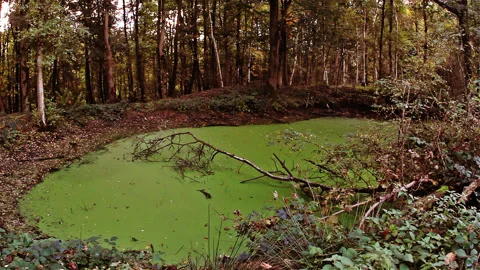 WW1 battlefield : shell crater Stock Footage 89877849