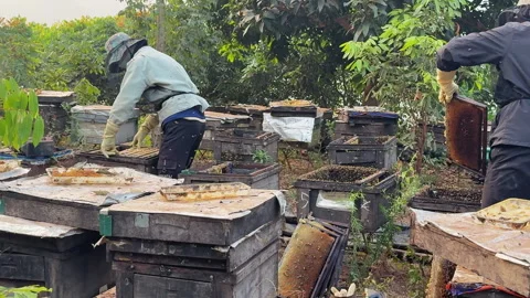 Wworkers service the hives, remove frames and shake off bees, prepare equipment Stock Footage 302978080