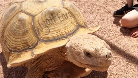 WYATT EARP THE TORTOISE Stock Footage 197175233