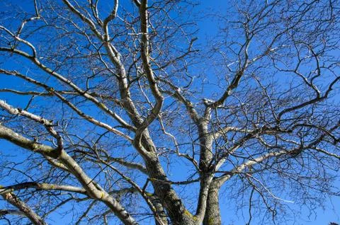 Wych elm tree Stock Photos