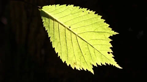 Wych Hazel leaf backlit by the sun, Northern England, UK Stock Footage 291981241