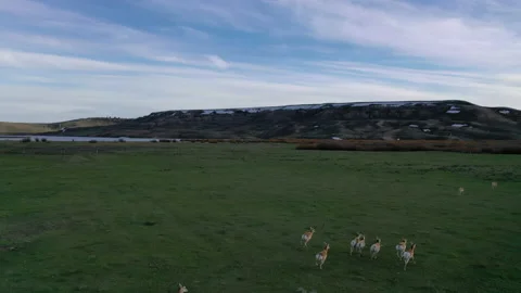 Wyoming antelope Видео 133666712