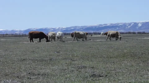 Wyoming Cows Stock Footage 22957126