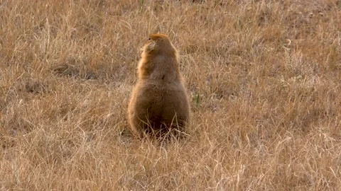 Wyoming, Devils Tower  The backside of a prairie dog eating in the field Stock Footage 160565254