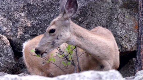 Wyoming, Devils Tower  A close up of a deer eating and walking through the r Stock Footage 160571033