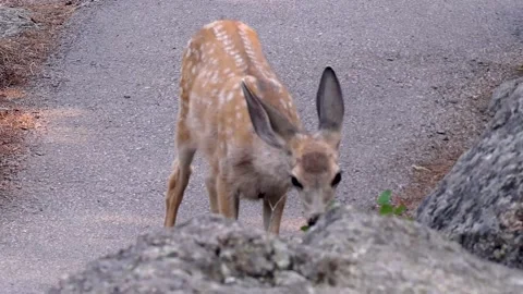 Wyoming, Devils Tower  A close up of a fawn walking and eating through the r Stock Footage 160570718