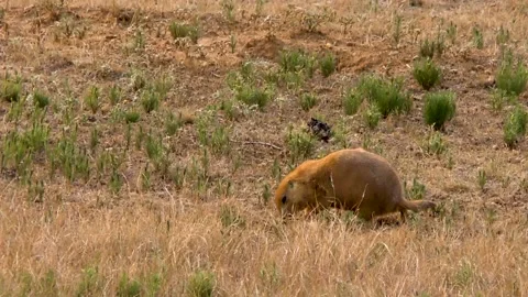 Wyoming, Devils Tower  A prairie dog eating and walking in the large field Stock Footage 160568047