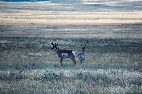 Wyoming Landscape Stock Photos