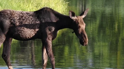 Wyoming Moose in Stream Vidéo 312064381