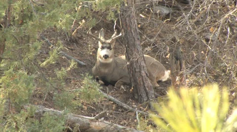 Wyoming Mule Deer Buck Bedded on Hillside Stock Footage 34366465