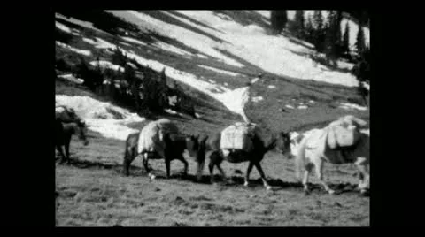Wyoming pack train climbing pass 1934 B-W 動画素材 12711426
