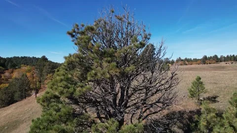 Wyoming Tree Takeoff Drone Flight 스톡 동영상 220517591