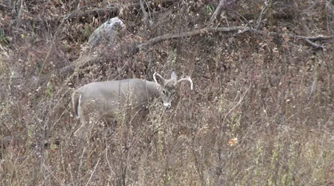 Wyoming Whitetail Buck Stock Footage 34367545