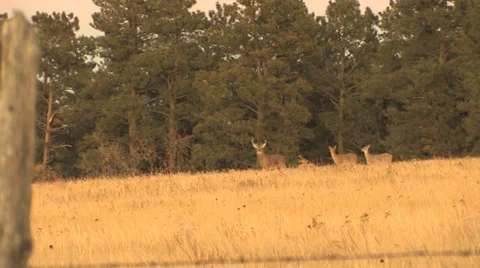 Wyoming Whitetail Buck on Hill with Does Stock Footage 34367489