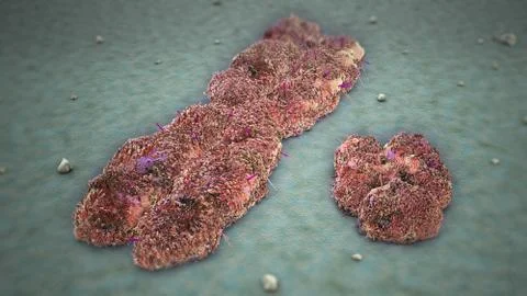 X and Y Chromosomes Stock Illustration