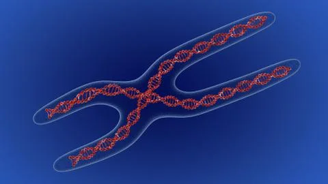 X chromosome . 3D render Stock Illustration