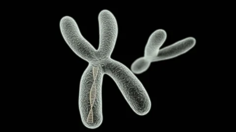 X chromosome with DNA helix inside and Y on the black background Stock Footage 50958427