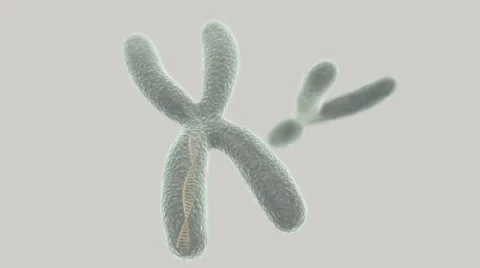 X chromosome with DNA helix inside and Y on the light background Stock Footage 50958439