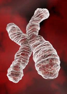 X chromosome Stock Illustration