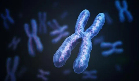 X Chromosomes with DNA molecules. Genetics concept. 3D rendered illustration. Illustrazione stock