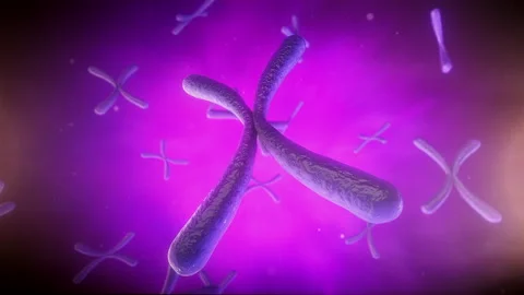 X Chromosomes Microscopic Molecules Stock Footage 241042627
