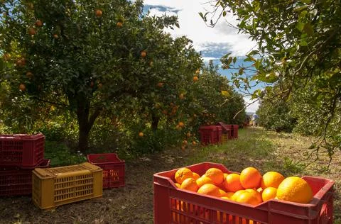 X-default Stock Photos