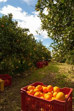 X-default 스톡 사진