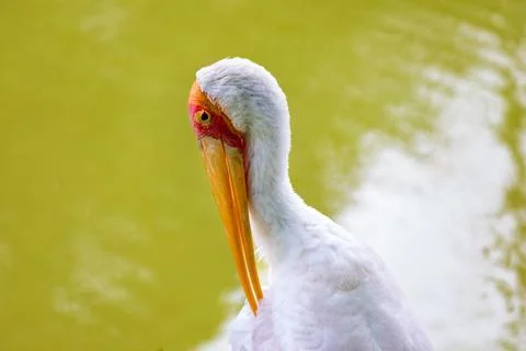X-default Yellow-Billed Storks Resting Beside a Lush Zoo Pond Stock Photos
