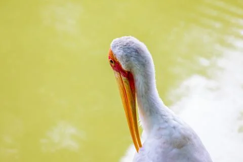 X-default Yellow-Billed Storks Resting Beside a Lush Zoo Pond Stock Photos