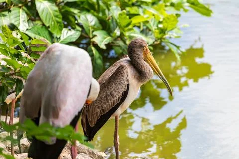 X-default Yellow-Billed Storks Resting Beside a Lush Zoo Pond Stock Photos