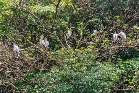 X-default Yellow-Billed Storks Resting Beside a Lush Zoo Pond Stock Photos