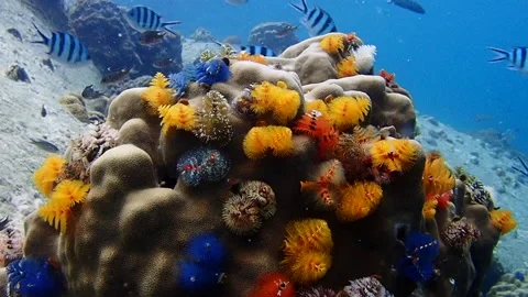 X-Mas Tree Worm on Pore Coral Stock Footage
