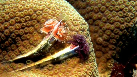 X-Mas Tree Worm-Spirobranchus giganteus (2) Vídeos de archivo 92574044