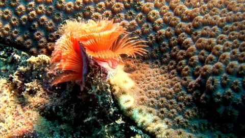 X-Mas Tree Worm-Spirobranchus giganteus (1) Stock Footage 92574105
