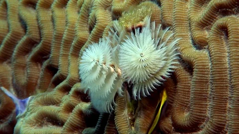 X-Mas Tree Worm-Spirobranchus giganteus (169) Vídeos de archivo 93664876
