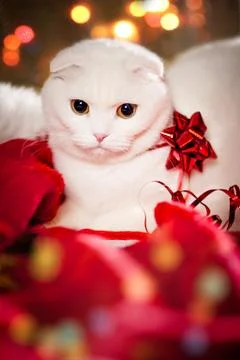 X-mass cat Foto stock