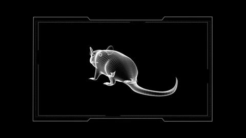 X-Ray Art of Mice Illustrates Intricate Details on a Black Background with .. 库存影片 343035655