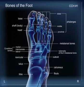 X ray of bones the of foot Stock Illustration